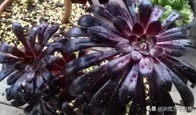 56种法师系列多肉植物图片对照!收藏慢慢看吧
