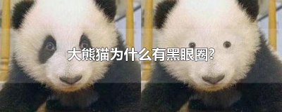 ​大熊猫为什么有黑眼圈?