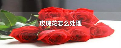 ​玫瑰花怎么处理