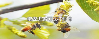 ​蜜蜂进家可以打死吗