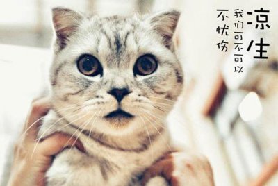 ​冬菇是不是程天佑的猫什么品种冬菇和凉生的关系又如何