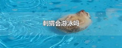 ​刺猬会游泳吗