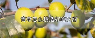 ​青枣怎么挑选好吃又甜