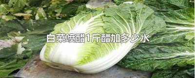 ​白菜喷醋1斤醋加多少水