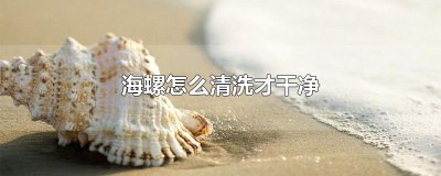 ​海螺怎么清洗才干净