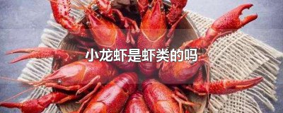 ​小龙虾是虾类的吗