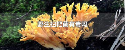 ​野生扫把菌有毒吗