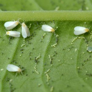 ​自制杀虫剂养花种菜不用愁（家里养花种菜感染病虫害怎么办）