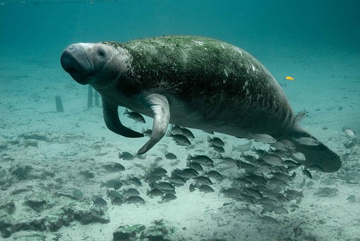 manatee-387195__340.jpg