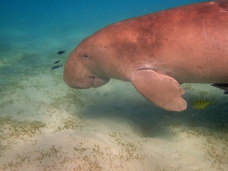 manatee-1305774__340.jpg