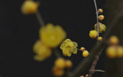 ​逢九年参加白事怎么办 逢九年是虚岁还是周岁