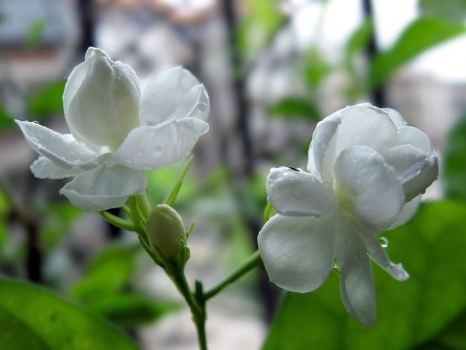 茉莉花花期：7月～8月为盛花期(图2)