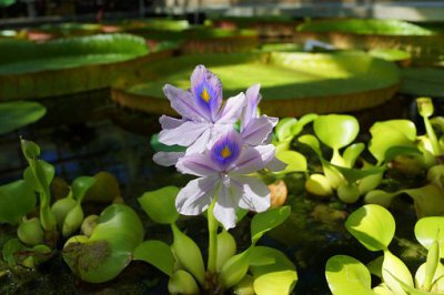 ​水葫芦的天敌