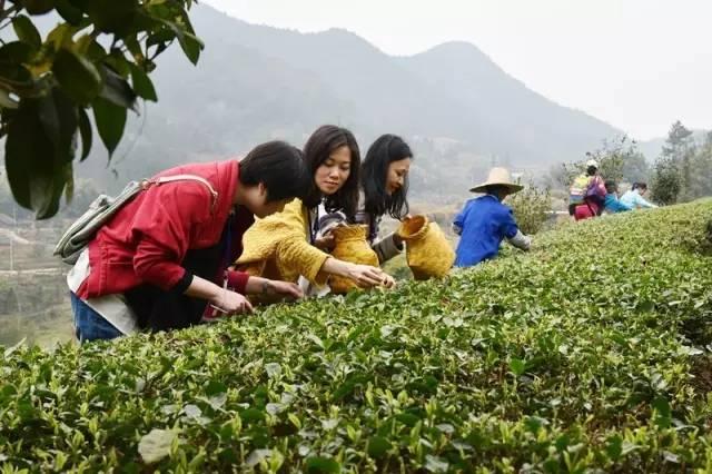 茶园摘茶体验旅游产品（赣州最适合深呼吸的茶园）(6)