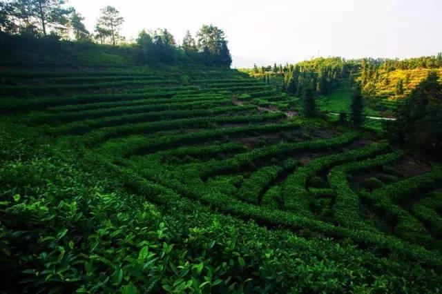 茶园摘茶体验旅游产品（赣州最适合深呼吸的茶园）(8)