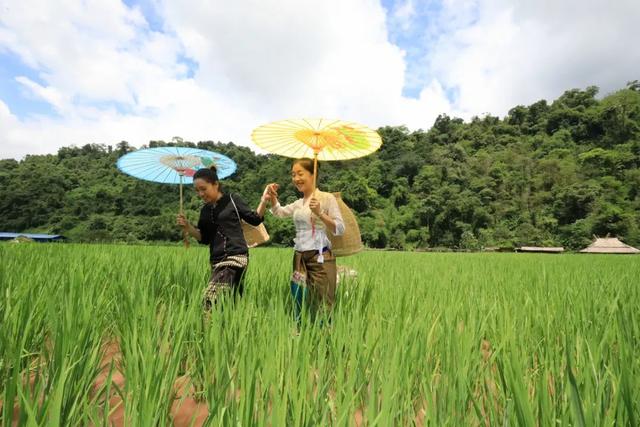 西双版纳适合冬天玩吗（西双版纳夏季高温难耐不适合旅游）(2)