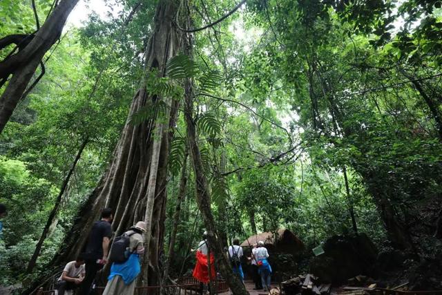 西双版纳适合冬天玩吗（西双版纳夏季高温难耐不适合旅游）(6)