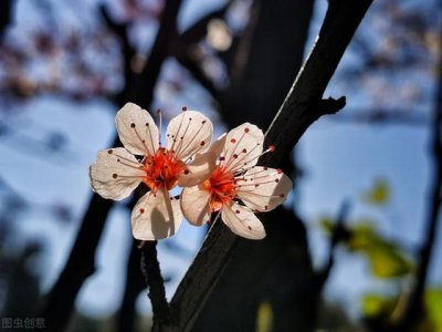 ​年年岁岁花相似的下一句是什么呀（年年岁岁花相似）