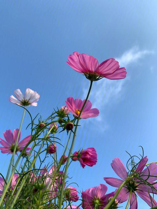 格桑花语是什么意思（格桑花语介绍）