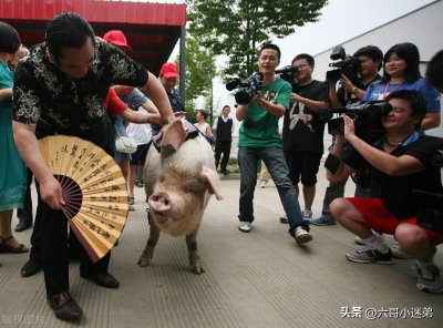 ​猪坚强的故事简短（汶川地震猪坚强经历告诉我们什么道理）