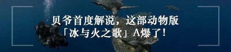 戛纳电影节海报高清（用72张海报谱写的电影史）(40)