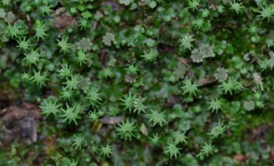 ​地钱是什么植物类别(地钱是什么裸子植物还是被子植物)