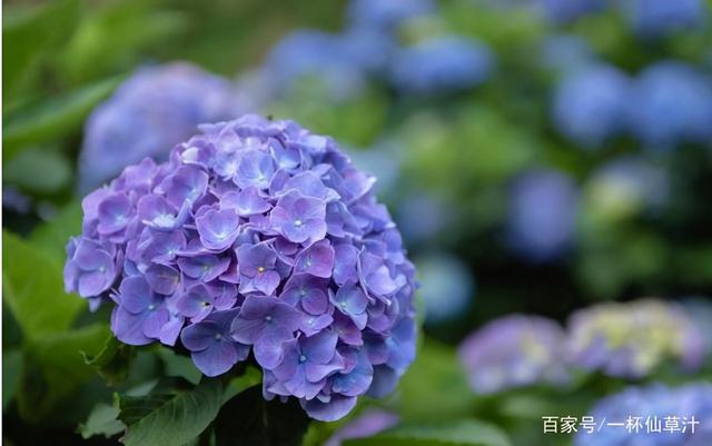 各种鲜花代表的花语和寓意（常见的鲜花及花语）(8)