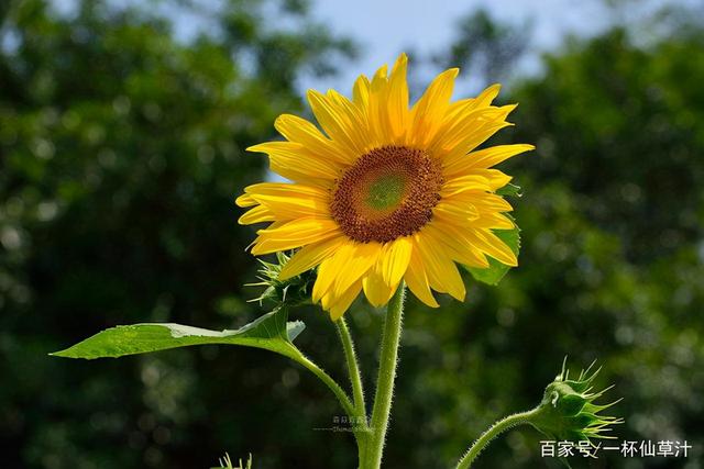 各种鲜花代表的花语和寓意（常见的鲜花及花语）(4)