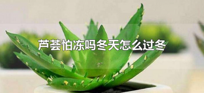 ​芦荟怕冻吗冬天怎么过冬（芦荟在冬天怎么防冰冻）