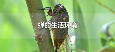 ​蝉的生活环境是什么（蝉的生活环境和特点）