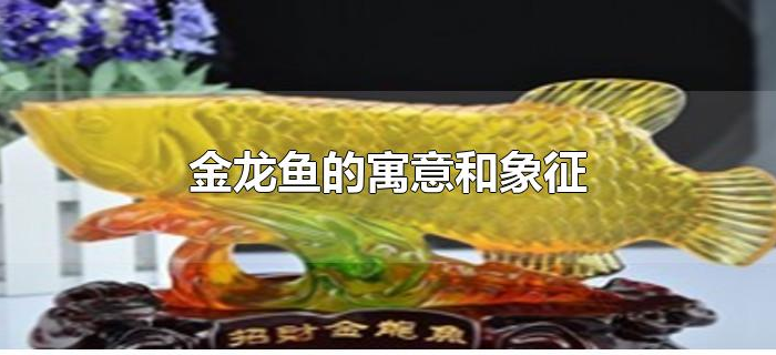 金龙鱼的寓意和象征