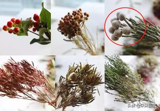 在家怎么自制简易干花（3分钟学会4种简单的干花制作）(20)