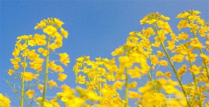 形容油菜花好吃的唯美句子