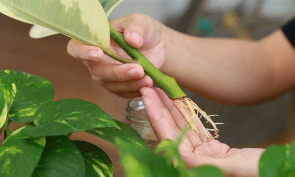 生根粉是什么成分有害,生根粉的作用是什么图3