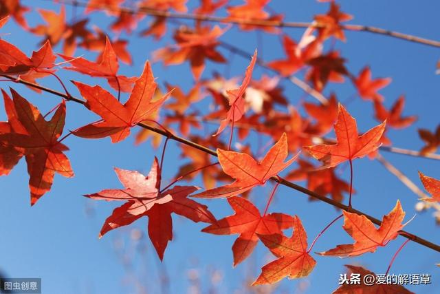 正宗北京香山红叶攻略（红叶黄花秋意晚）(3)