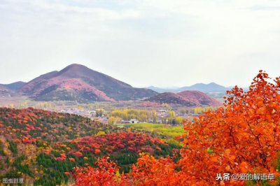 ​正宗北京香山红叶攻略（红叶黄花秋意晚）