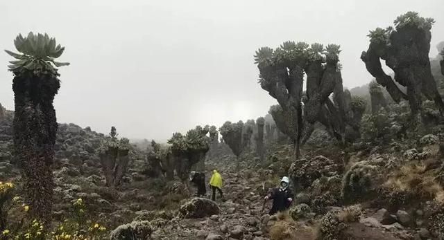 非洲坦桑尼亚环球旅游（非洲国家旅行指南）(6)