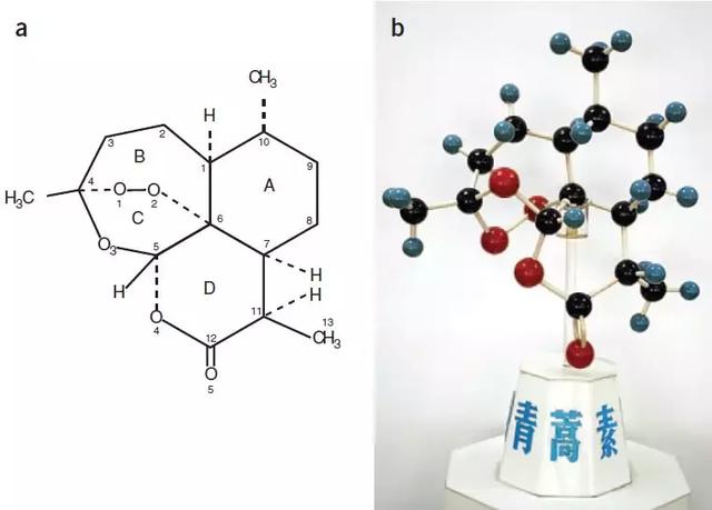 屠呦呦有合成青蒿素吗（罕见诺奖得主屠呦呦首次发布青蒿素的发现过程）(5)