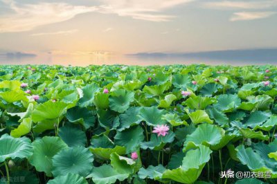 ​历史上李白被贺知章称之为什么（镜湖三百里菡萏发荷花）