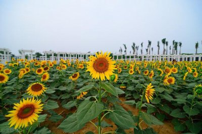 ​清明小长假适合游玩的地方（清明踏青最全攻略）