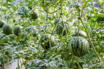 ​真正的大棚西瓜种植技术（大棚无籽西瓜种植技术）