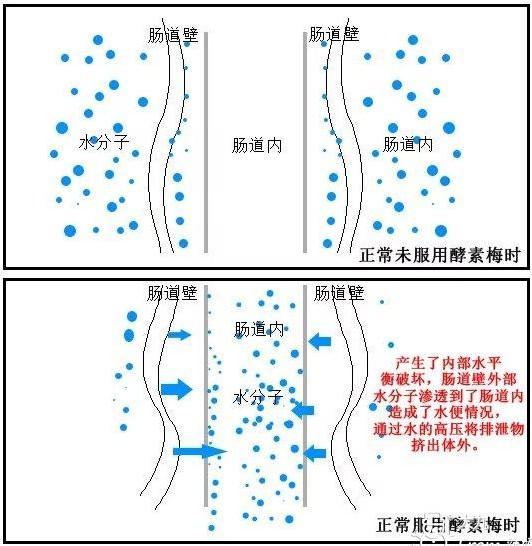 吃酵素梅子能减肥吗（女子吃蜜饯酵素梅）(3)