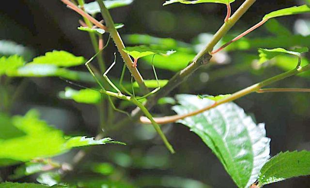 六种不要触碰的虫子（农村的这些虫子）(1)