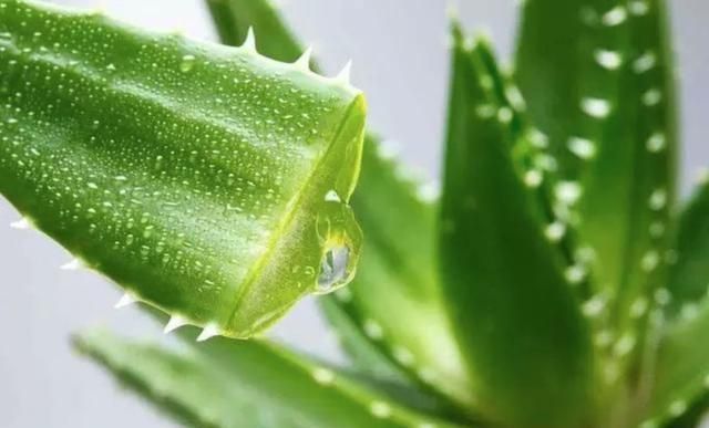 除甲醛植物，除甲醛最好的爬藤植物？图5