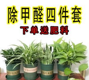 除甲醛植物排行