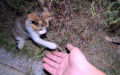 ​怎样驯服小野猫（驯服小野猫方法）