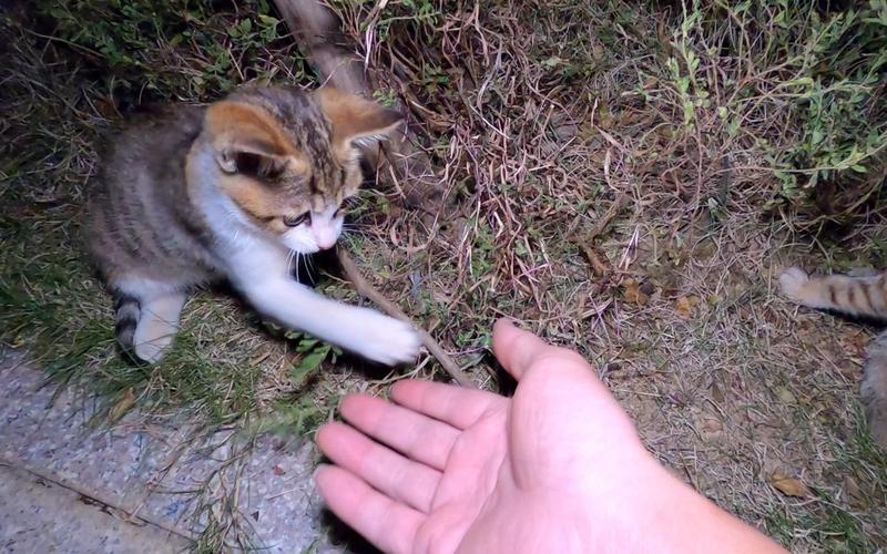 怎样驯服小野猫（驯服小野猫方法）