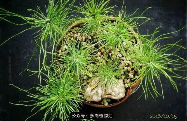 植物生长的6个阶段（植物的成长过程）(19)