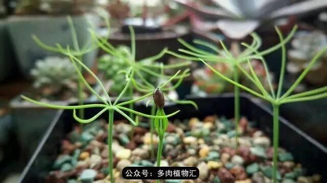 植物生长的6个阶段（植物的成长过程）(7)