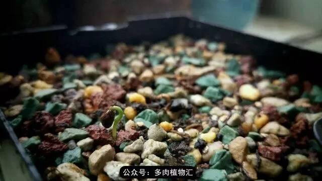 植物生长的6个阶段（植物的成长过程）(3)